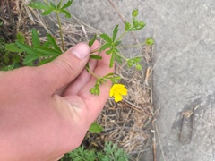 Potentilla thuringiaca