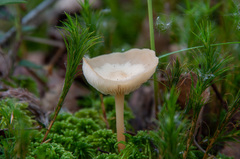 Gymnopus aquosus
