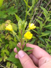 Oenothera rubricaulis