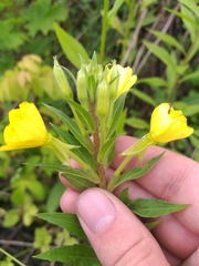 Oenothera rubricaulis