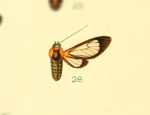 Cosmosoma consolata