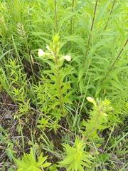 Oenothera rubricaulis