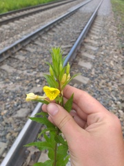 Oenothera rubricaulis