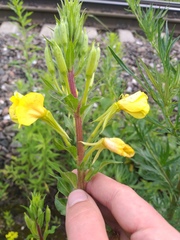 Oenothera rubricaulis