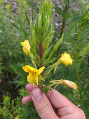 Oenothera rubricaulis