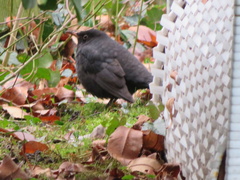 Turdus merula