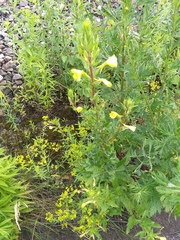 Oenothera rubricaulis