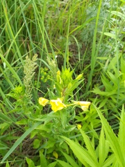 Oenothera rubricaulis