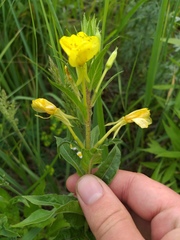 Oenothera rubricaulis