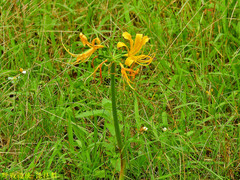 Lycoris aurea