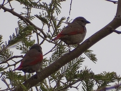 Pytilia phoenicoptera