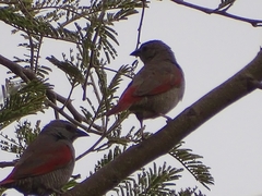 Pytilia phoenicoptera