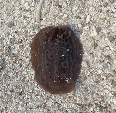 Asteronotus cespitosus