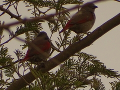 Pytilia phoenicoptera