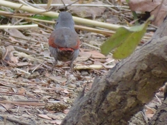 Pytilia phoenicoptera