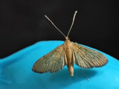 Steniini