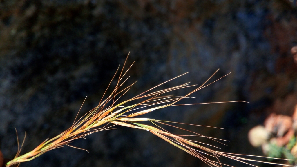 Sartidia isaloensis