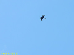 Phalacrocorax capillatus