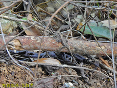 Diploderma polygonatum xanthostomum