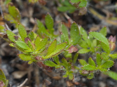 Xanthosia tasmanica