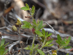 Xanthosia tasmanica