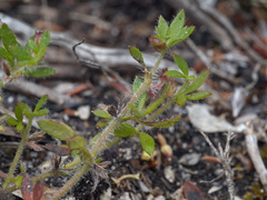Xanthosia tasmanica