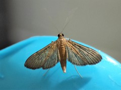 Steniini