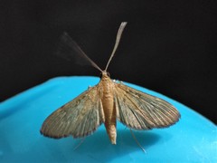 Steniini