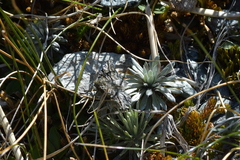 Aponotoreas