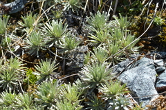 Aponotoreas