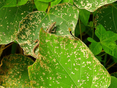 Takydromus viridipunctatus