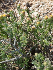 Pteronia villosa