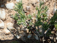 Pteronia villosa
