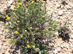 Pteronia villosa