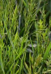 Bromus secalinus