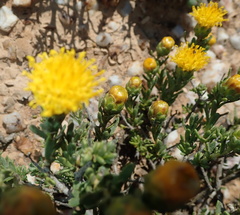 Pteronia villosa