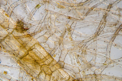 Vertebrata australis