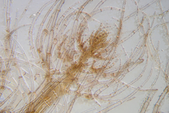 Vertebrata australis