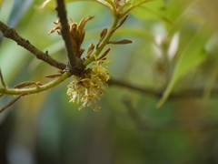 Actinodaphne hookeri