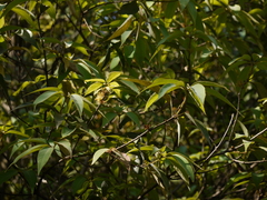 Actinodaphne hookeri