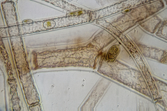 Vertebrata australis