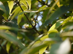 Actinodaphne hookeri