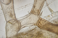 Vertebrata australis