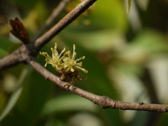 Actinodaphne hookeri
