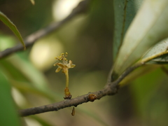 Actinodaphne hookeri