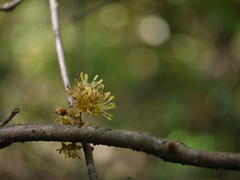 Actinodaphne hookeri