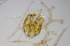 Vertebrata australis