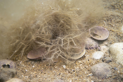 Vertebrata australis