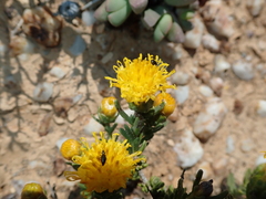 Pteronia villosa