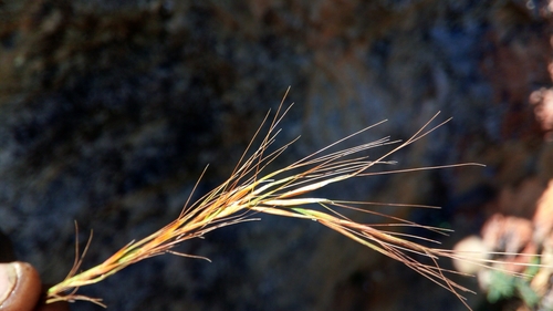 Sartidia isaloensis image